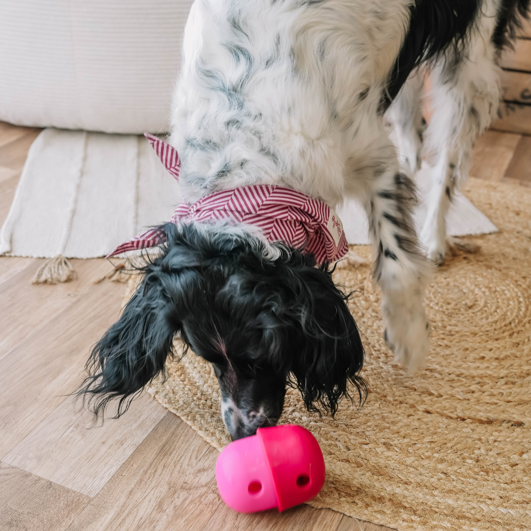 The Fun Feeder | Babelle - Babelle