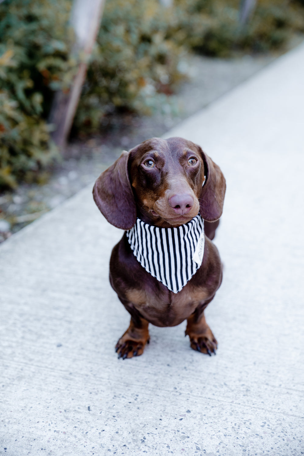 Bandana Captain Jack  | The Paws - Babelle