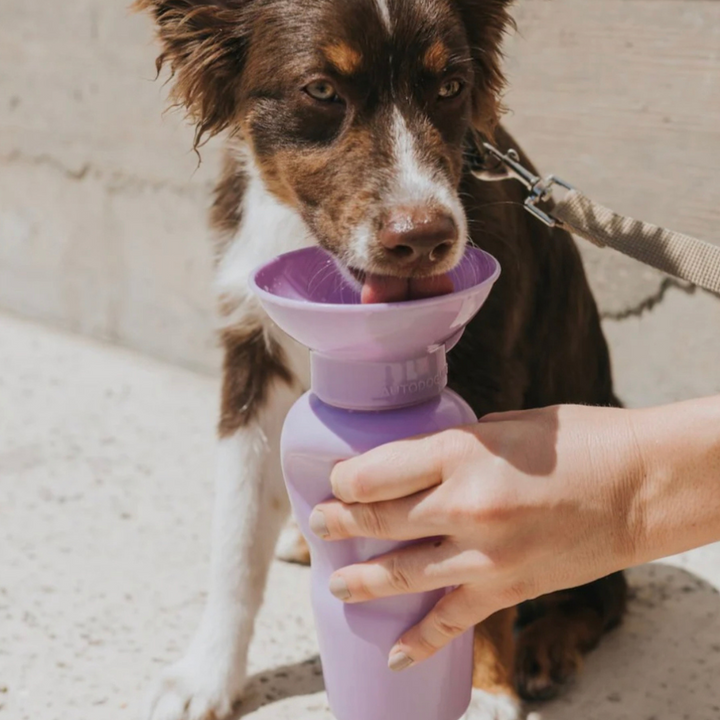 Classic Waterbottle  | Springer - Babelle