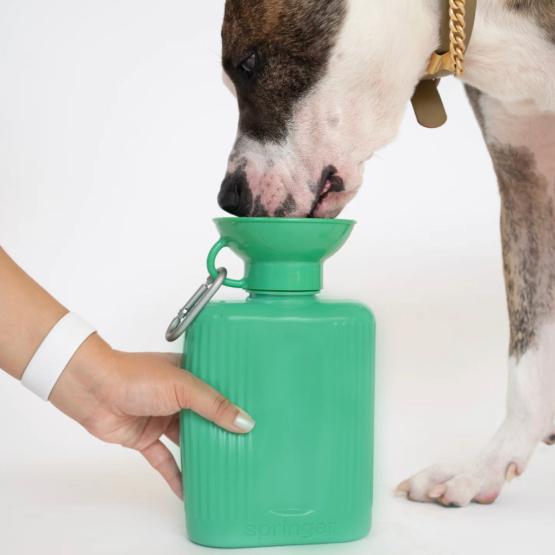 Large Waterbottle  | Springer - Babelle