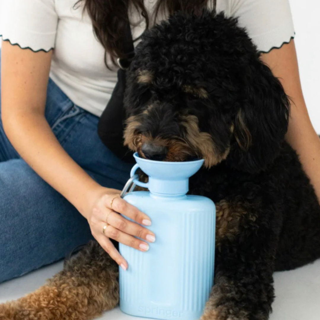 Large Waterbottle  | Springer - Babelle