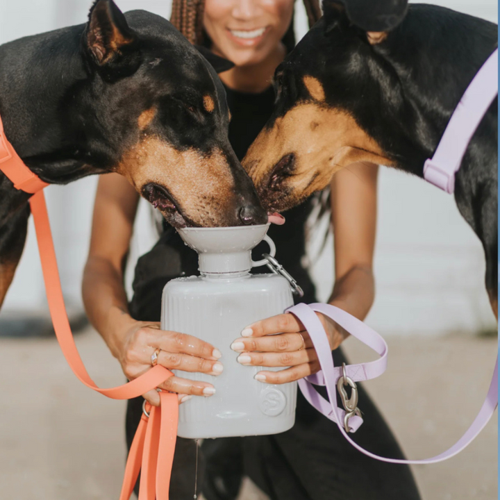 Large Waterbottle  | Springer - Babelle