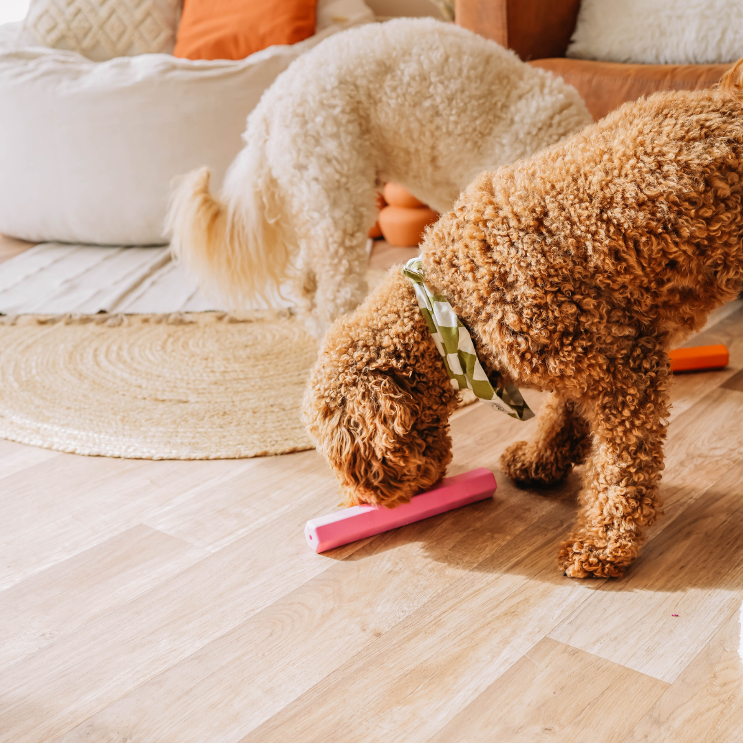 The Treat Tube - Orange | Babelle - Babelle