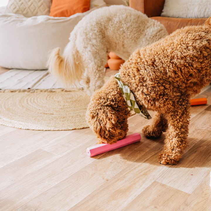 The Treat Tube - Orange | Babelle - Babelle