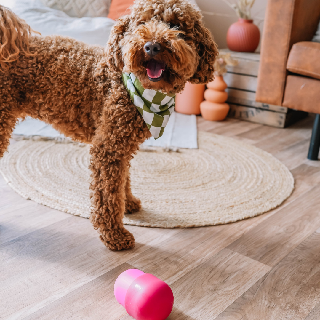 The Fun Feeder | Babelle - Babelle
