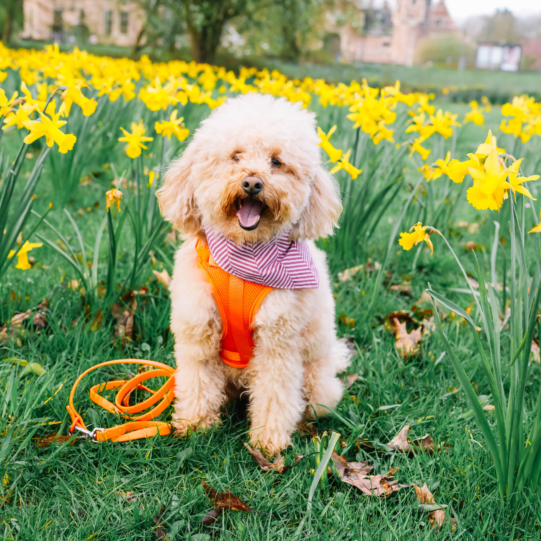 Orange Blaze Harness | Wild One - Babelle