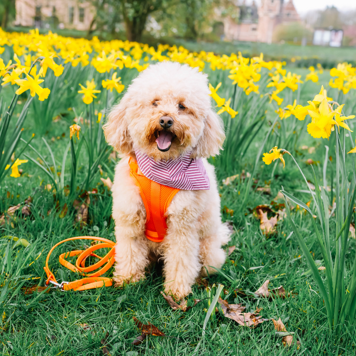 Orange Blaze Harness | Wild One - Babelle