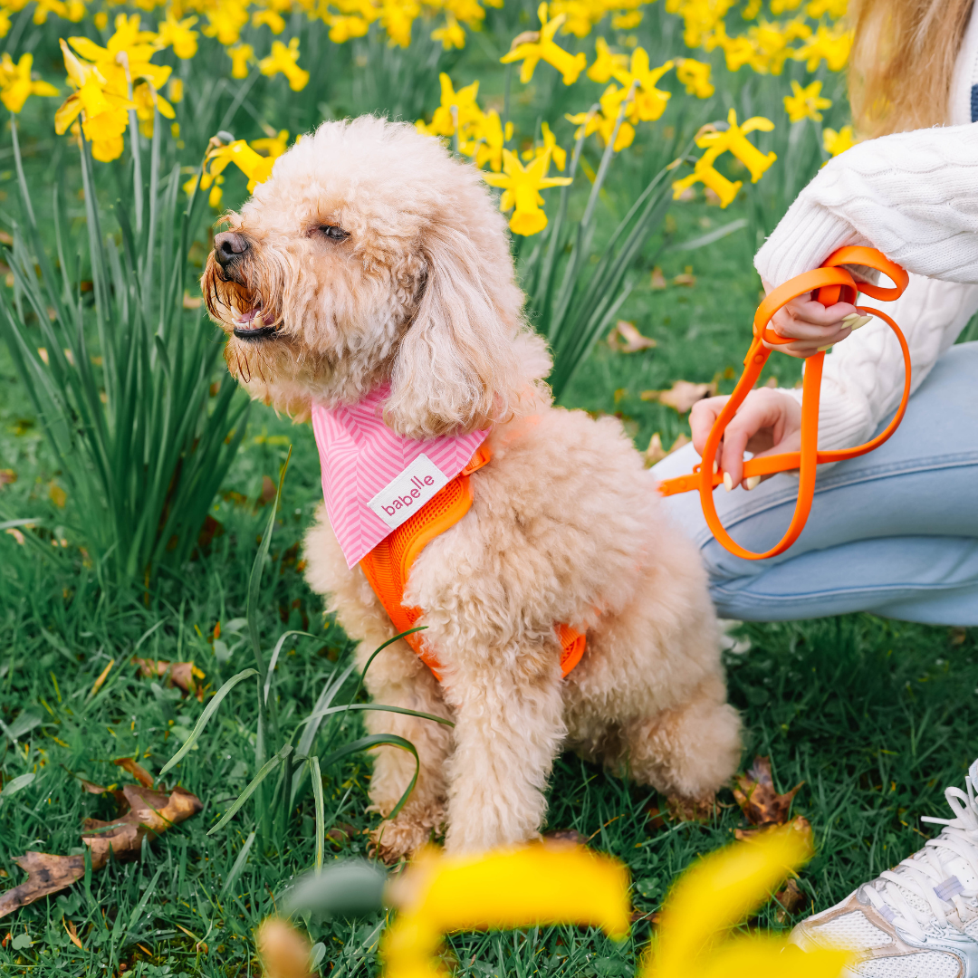 Hot Pink Herringbone | The Paws - Babelle