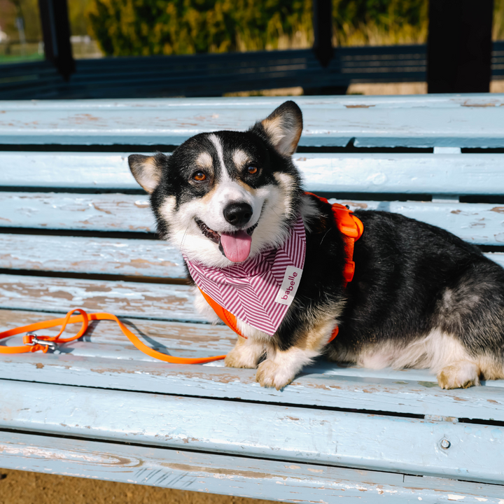 Raspberry Herringbone | The Paws - Babelle