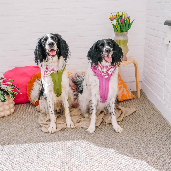 Raspberry Herringbone | The Paws - Babelle