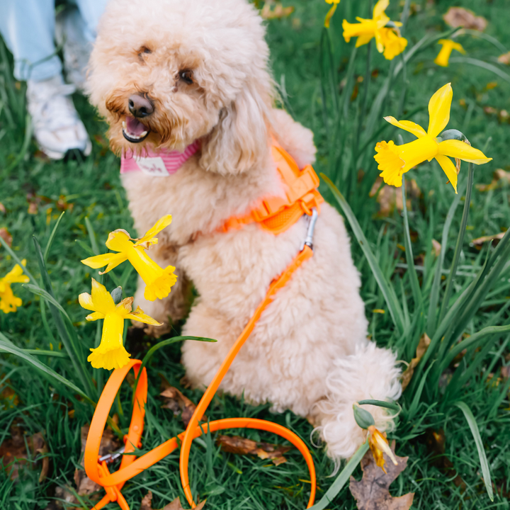 Orange Blaze Harness | Wild One - Babelle