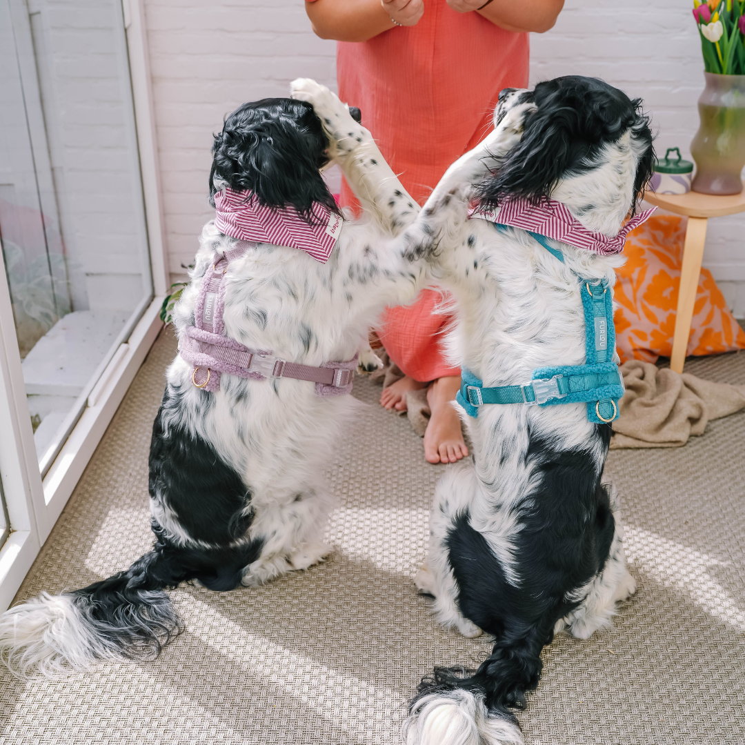 Teal Sherpa Harness| Furlou - Babelle