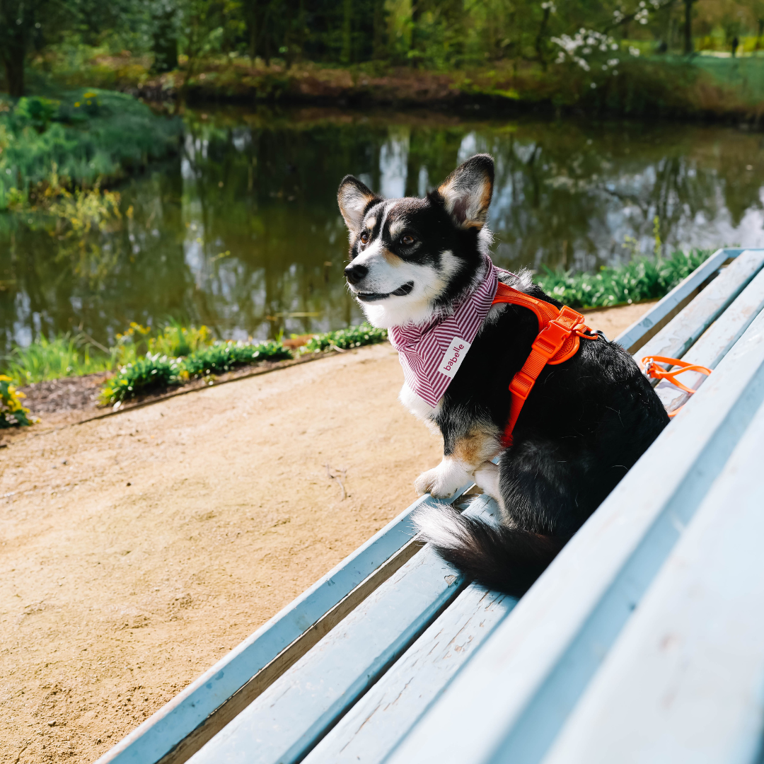 Orange Blaze Harness | Wild One - Babelle