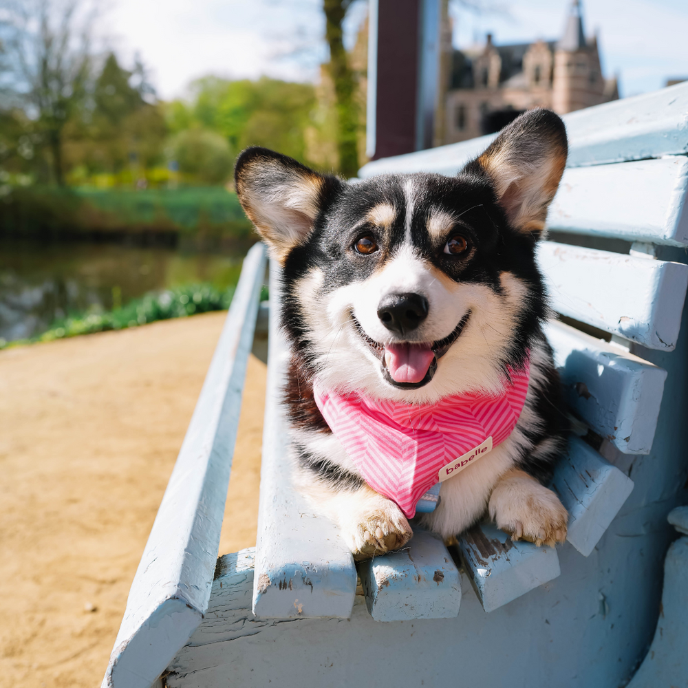 Hot Pink Herringbone | The Paws - Babelle