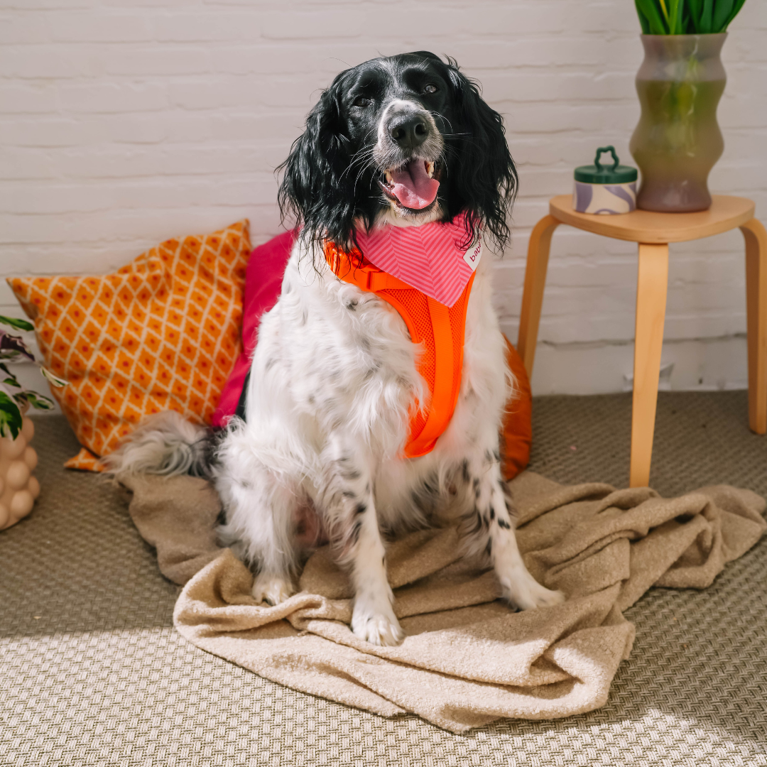 Hot Pink Herringbone | The Paws - Babelle