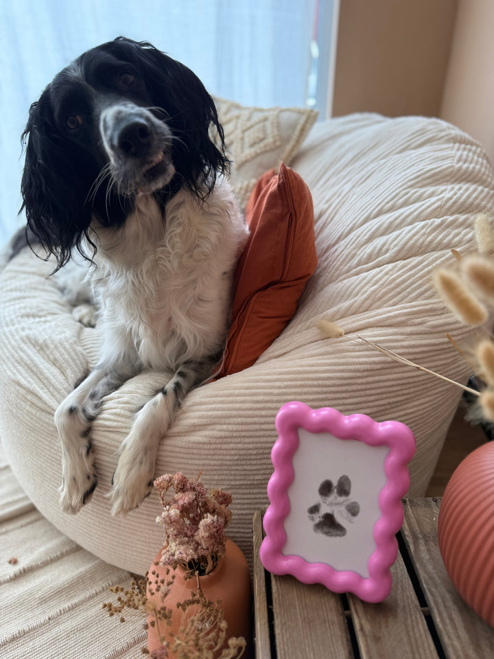Paw Print Kit  | Babelle - Babelle