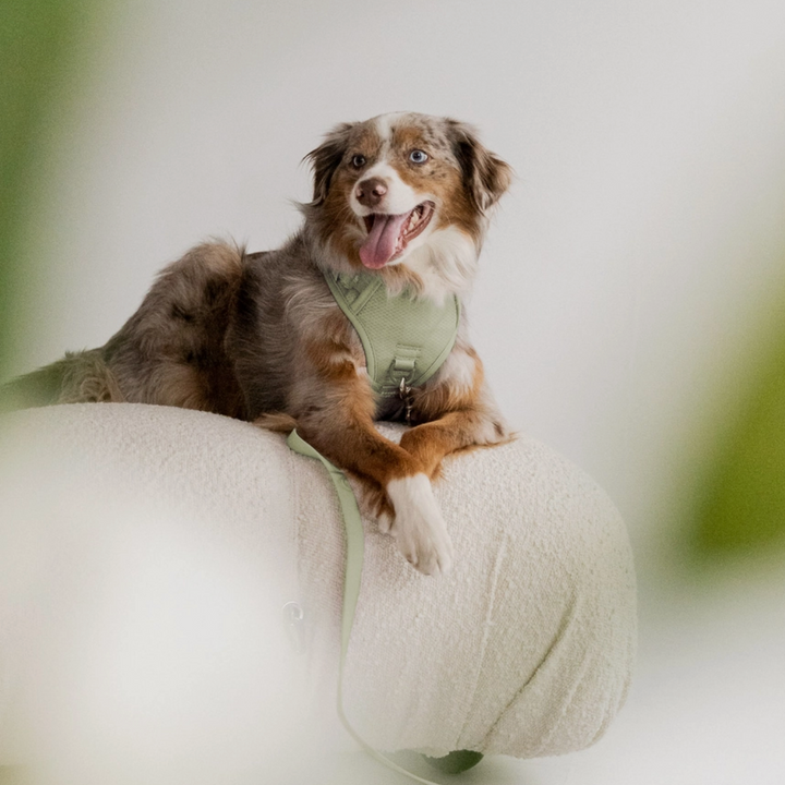Matcha Harness| Peachy Dogs - Babelle