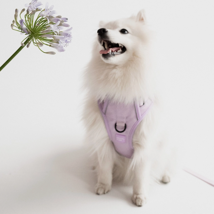 Lilac Harness| Peachy Dogs - Babelle