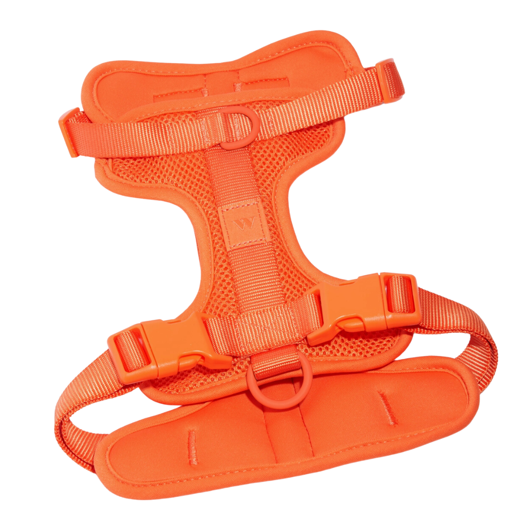 Orange Blaze Harness | Wild One - Babelle