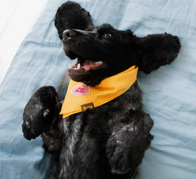 Fur baby patch | Scout's Honour - Babelle
