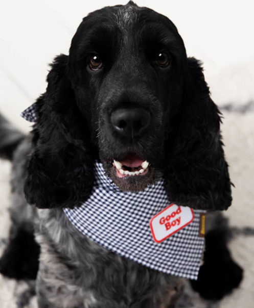 Good Boy patch | Scout's Honour - Babelle