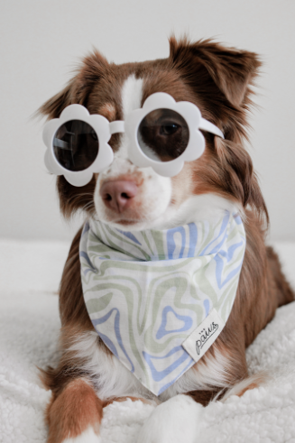 Yeah, Baby!  | The Paws - Babelle