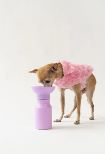 Small Waterbottle  | Springer - Babelle
