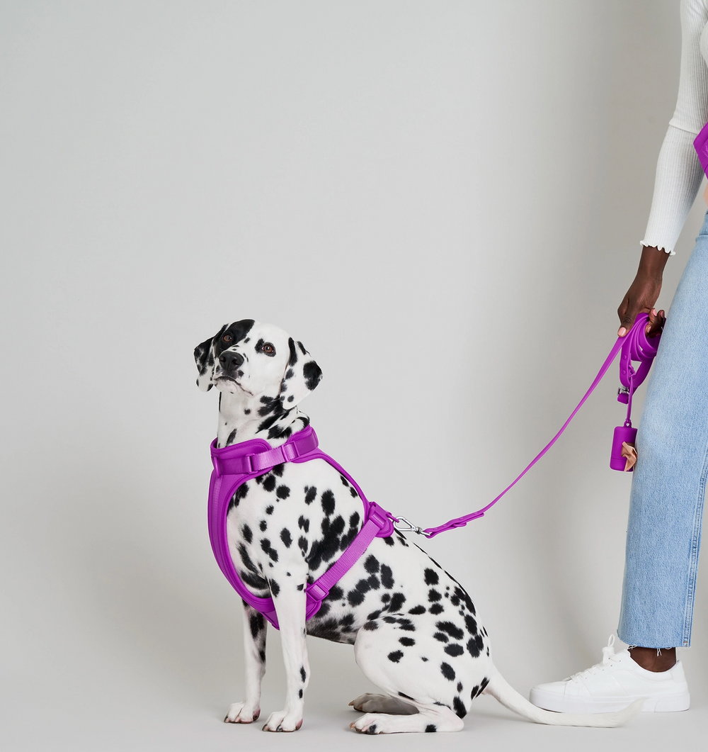 Orchid Leash | Wild One - Babelle