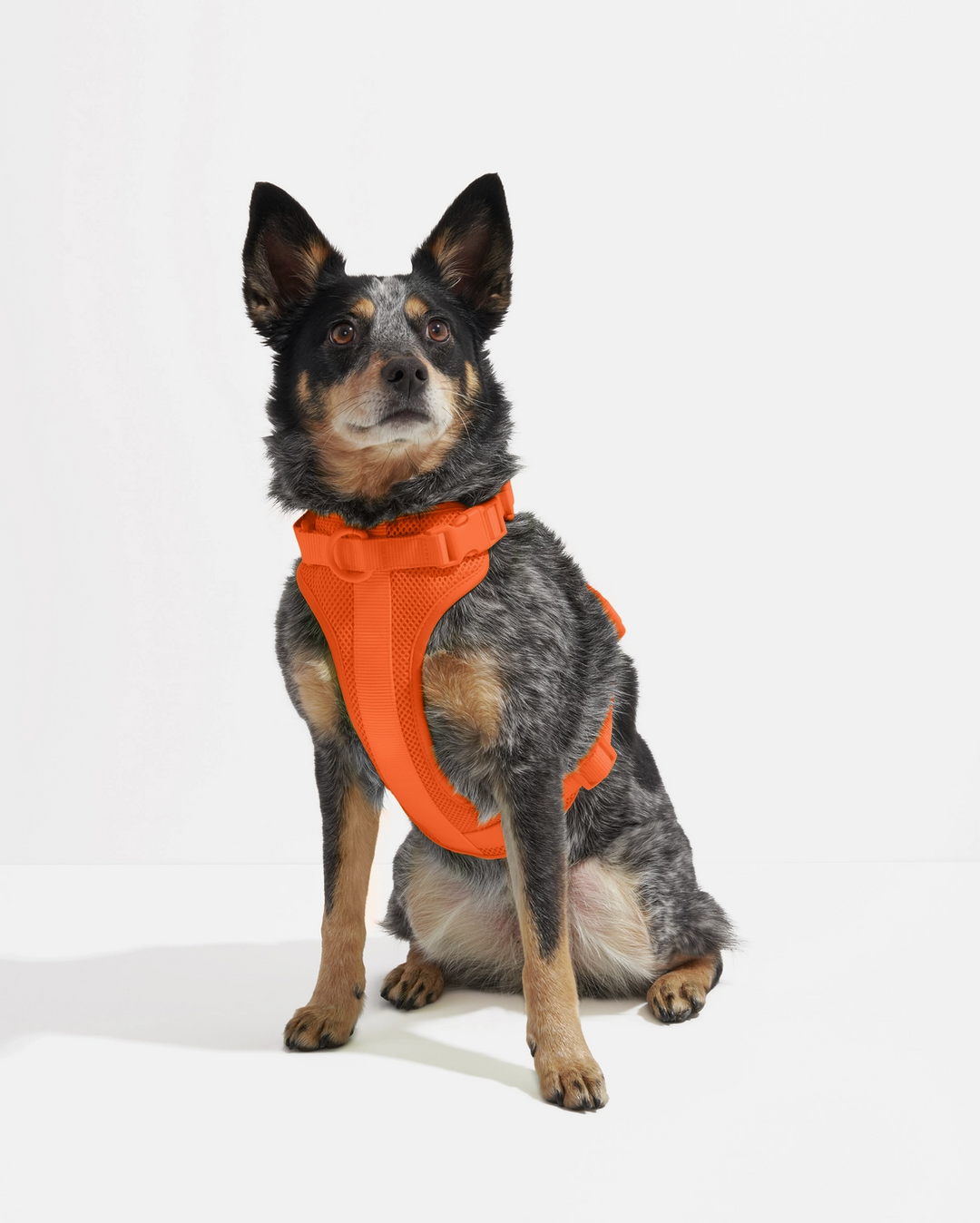 Orange Blaze Harness | Wild One - Babelle