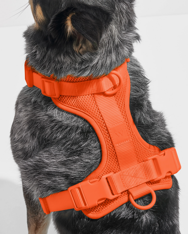 Orange Blaze Harness | Wild One - Babelle