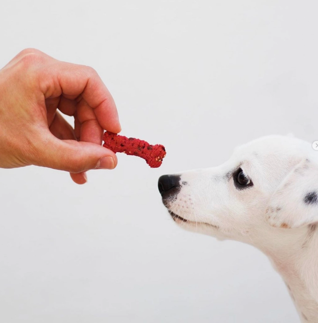 Lisboa Dog Treat | Cooka's Cookies - Babelle