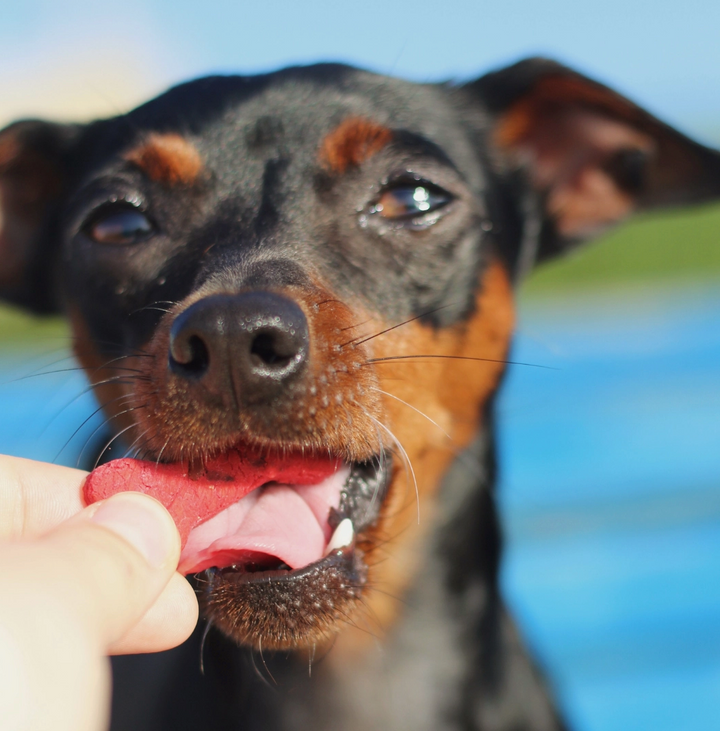 Lisboa Dog Treat | Cooka's Cookies - Babelle