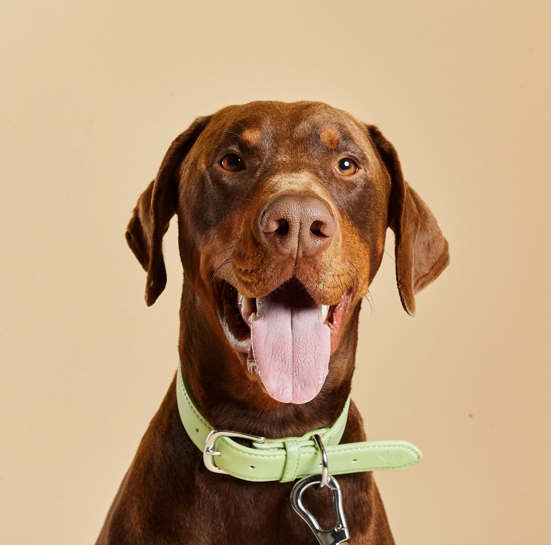 Lush Green Dog Collar | Barc London - Babelle