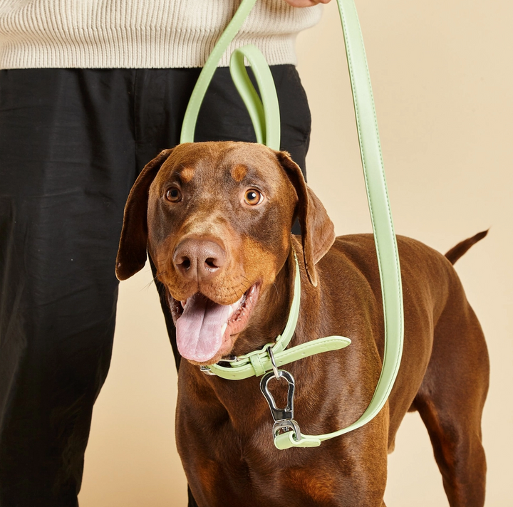 Lush Green Dog Collar | Barc London - Babelle