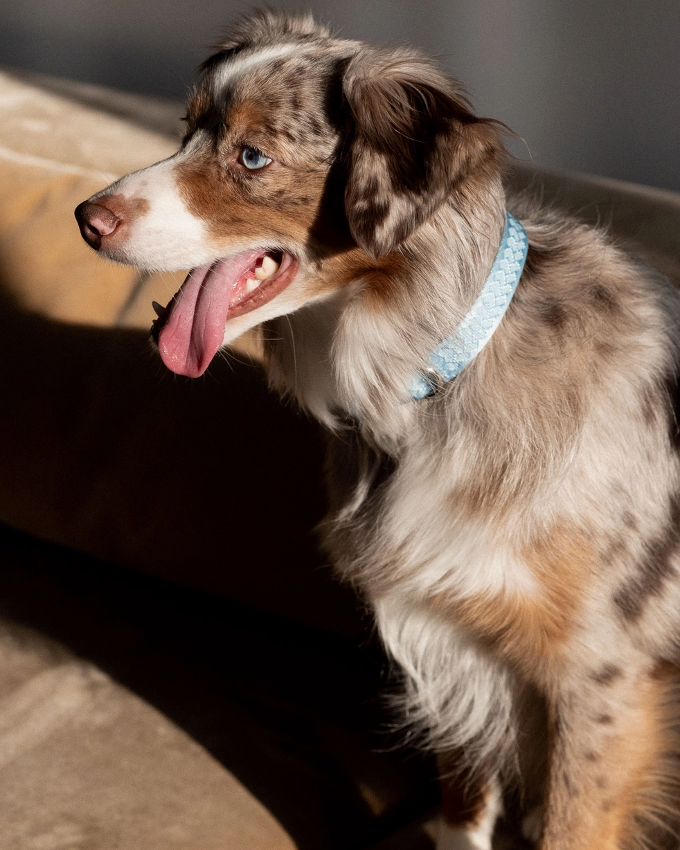 Cloud Collar | Peachy Dogs - Babelle
