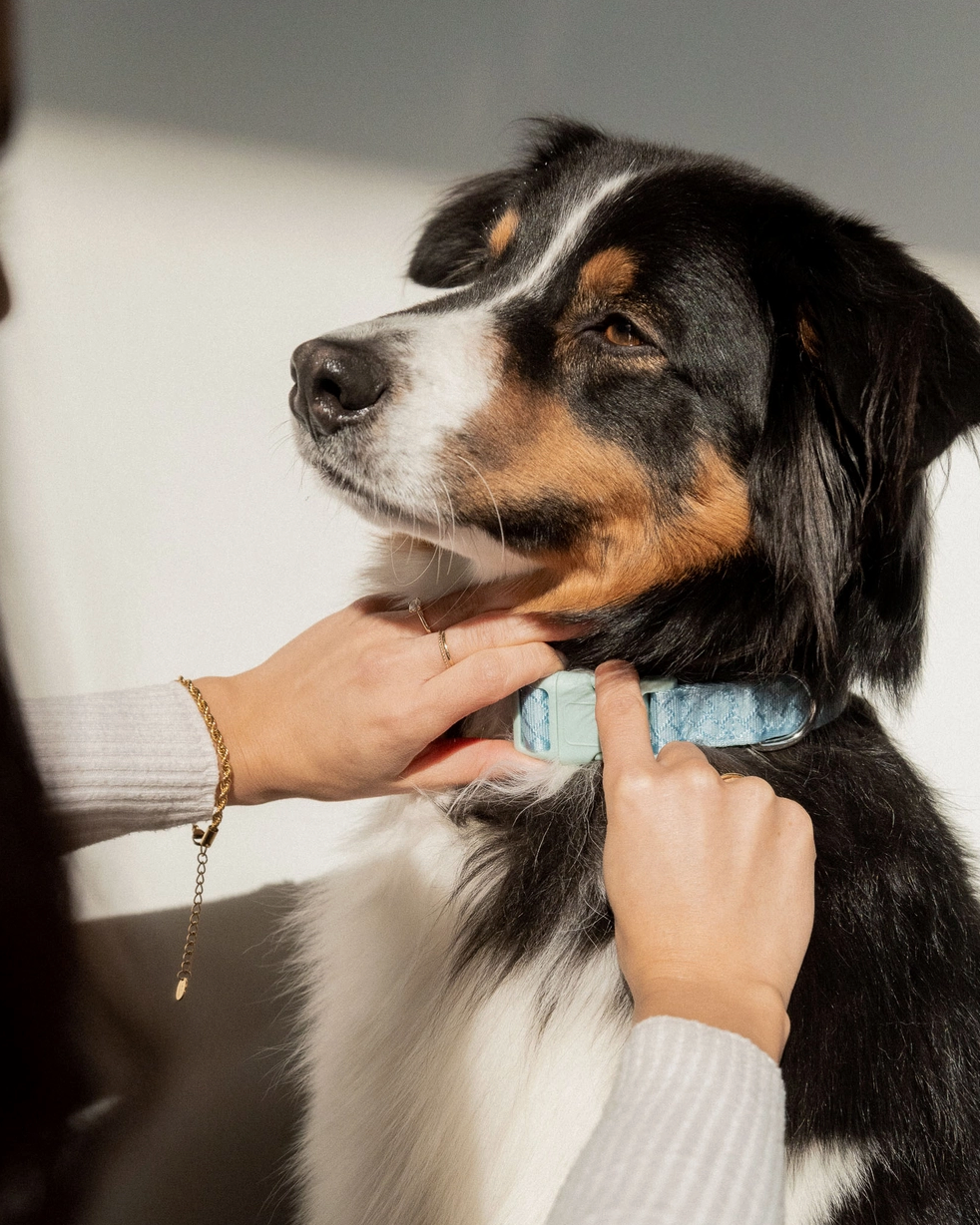 Cloud Collar | Peachy Dogs - Babelle