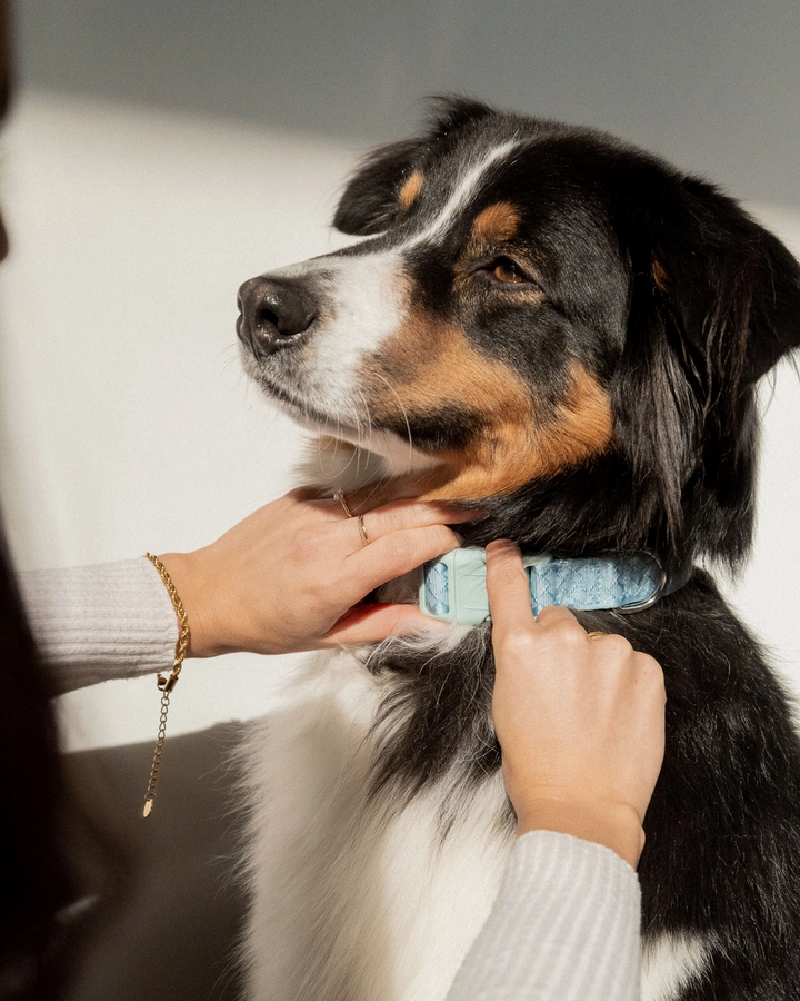 Cloud Collar | Peachy Dogs - Babelle