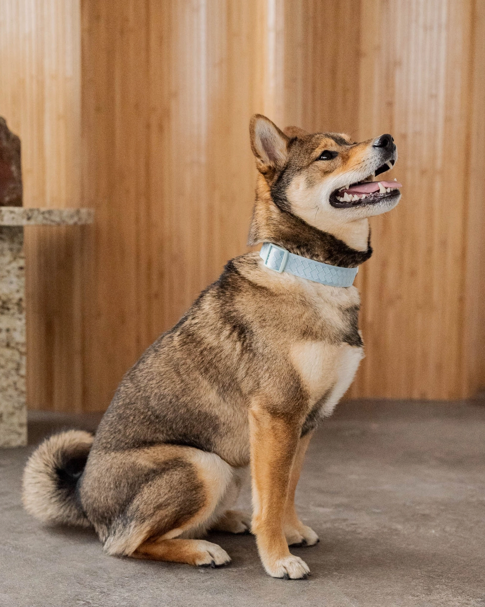 Cloud Collar | Peachy Dogs - Babelle