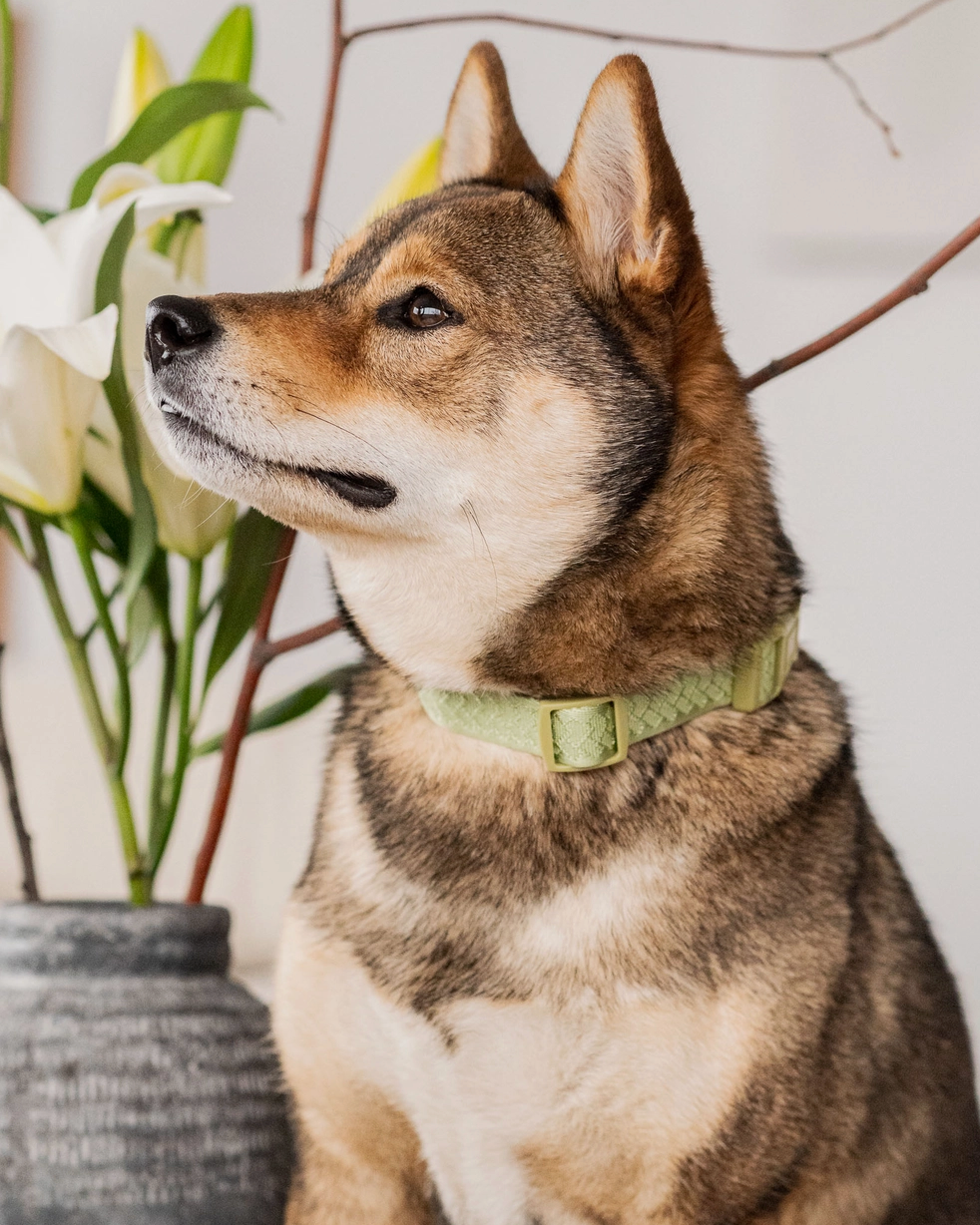 Matcha Collar | Peachy Dogs - Babelle