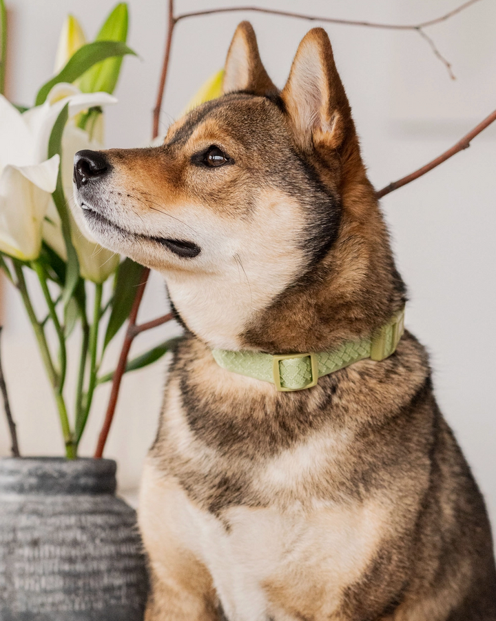 Matcha Collar | Peachy Dogs - Babelle