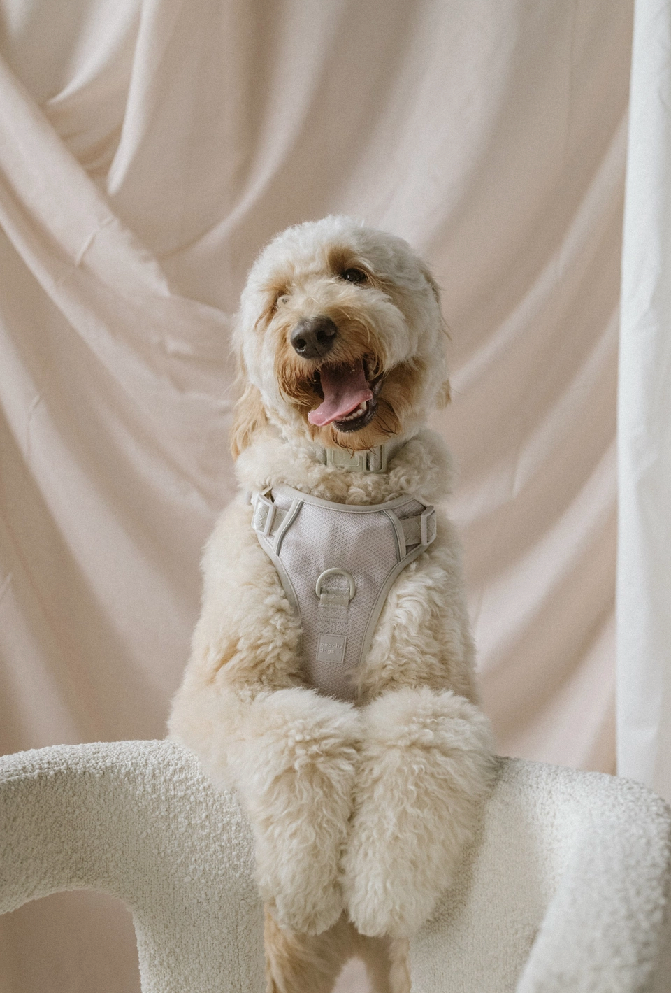 Oatmilk Harness| Peachy Dogs - Babelle