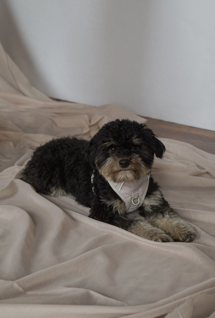 Oatmilk Harness| Peachy Dogs - Babelle