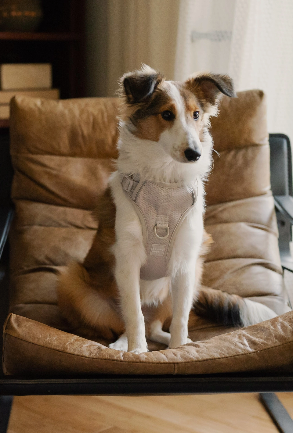 Oatmilk Harness| Peachy Dogs - Babelle