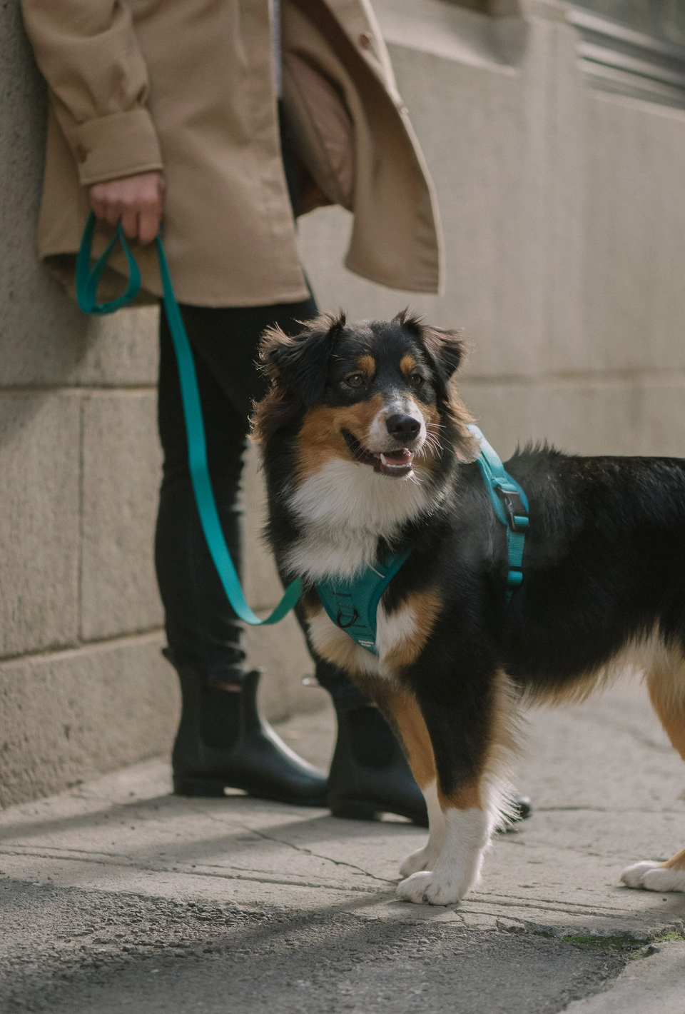 Mojito Harness| Peachy Dogs - Babelle