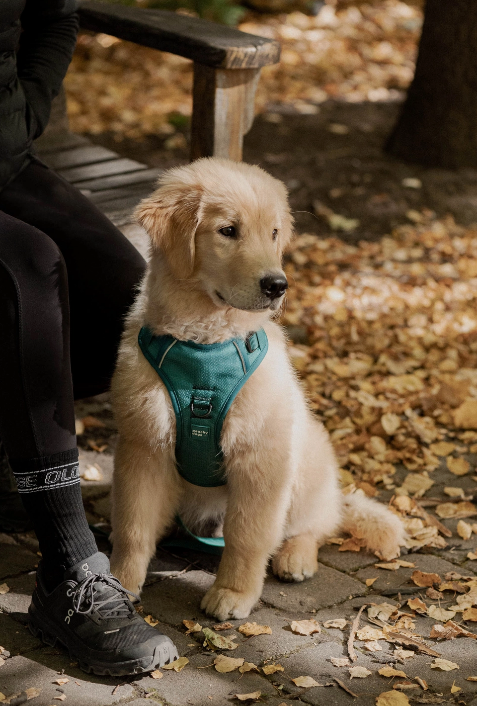 Mojito Harness| Peachy Dogs - Babelle