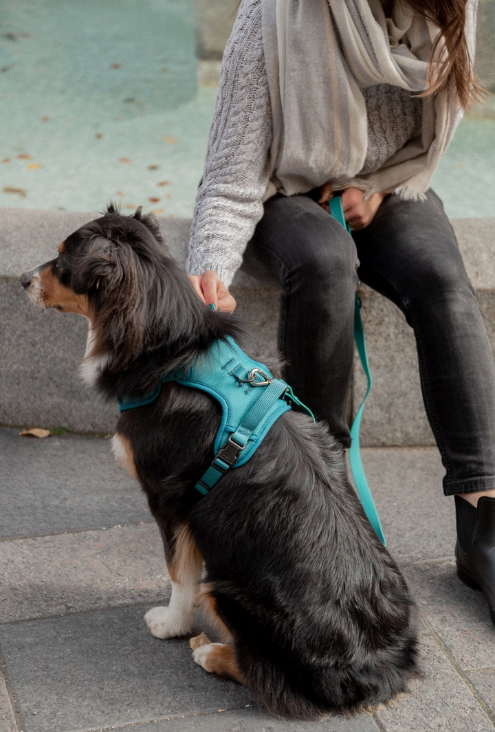 Mojito Harness| Peachy Dogs - Babelle