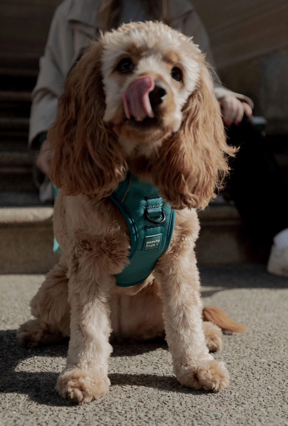 Mojito Harness| Peachy Dogs - Babelle