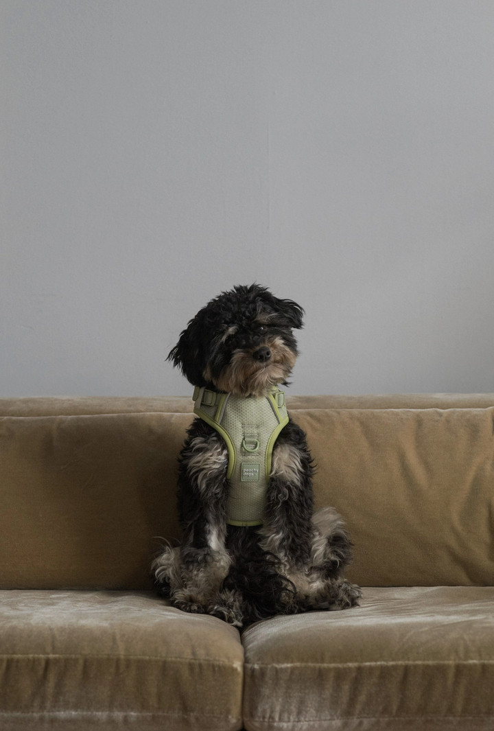 Matcha Harness| Peachy Dogs - Babelle
