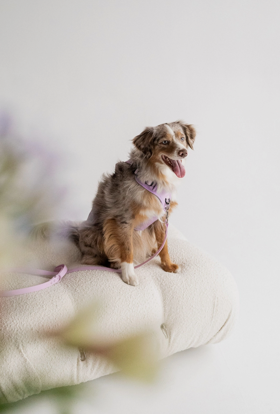 Lilac Harness| Peachy Dogs - Babelle