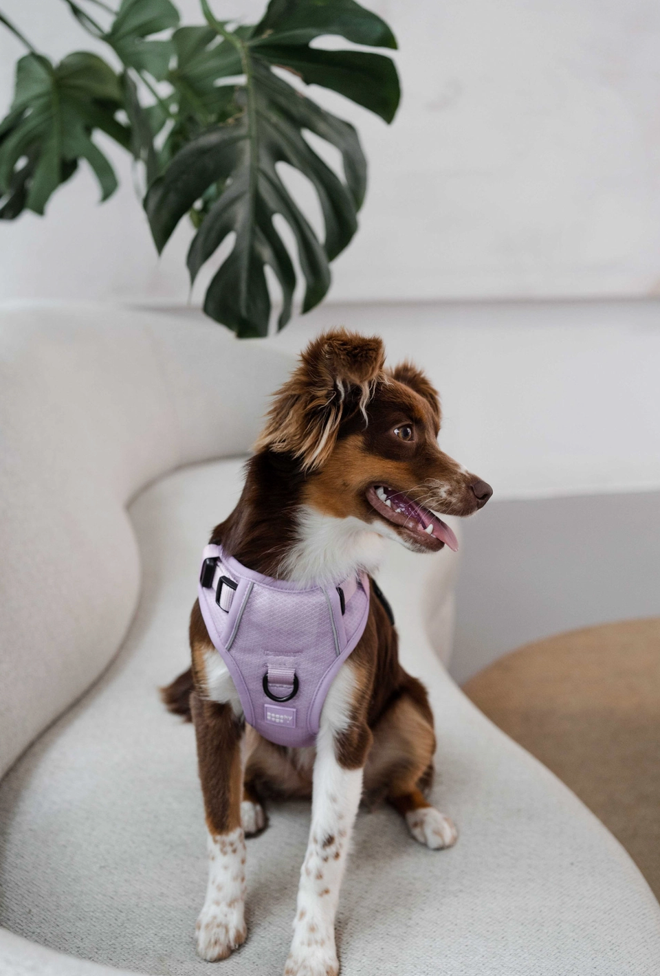 Lilac Harness| Peachy Dogs - Babelle